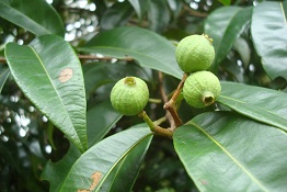 Syzygium chloranthum